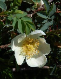 Burnet rose Rosa pimpimellifolia