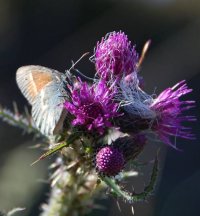 Butterfly on marsh thistle Cirsium palustre