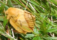 Drinker moth Philudoria potatoria
