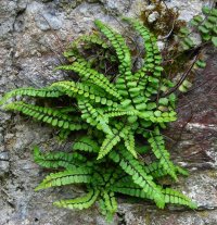 Maidenhair spleenwort Asplenium trichomanes