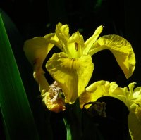 Yellow flag Iris pseudacorus