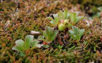 Alpine Bearberry Arctostaphylos alpinus
