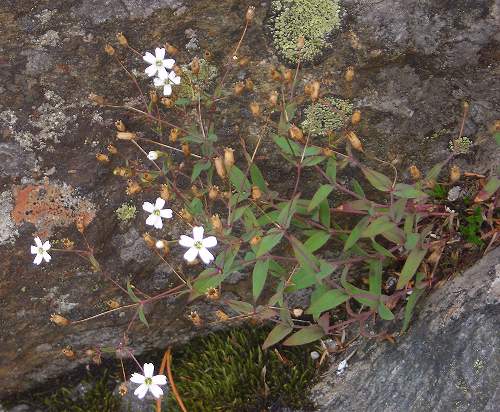 Rock catchfly Silene rupestris