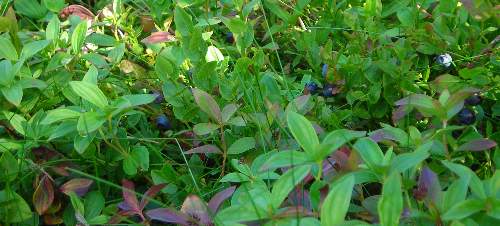 bilberries