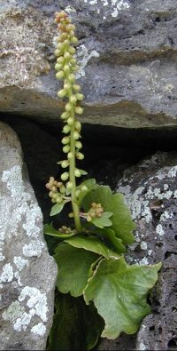 navelwort