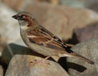 Sparrow
