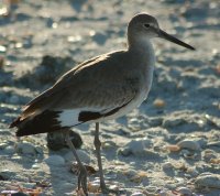 Willet